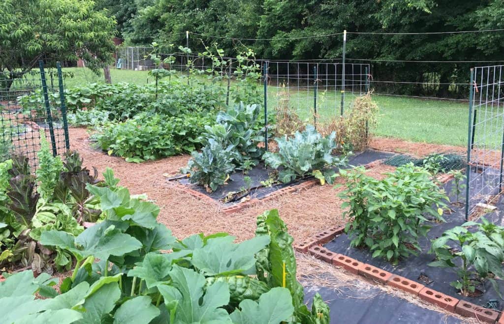 A raised bed garden during the heat of summer.