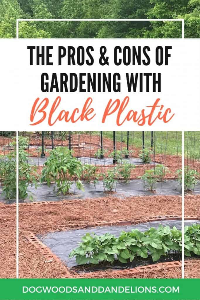 A summer garden growing in black plastic