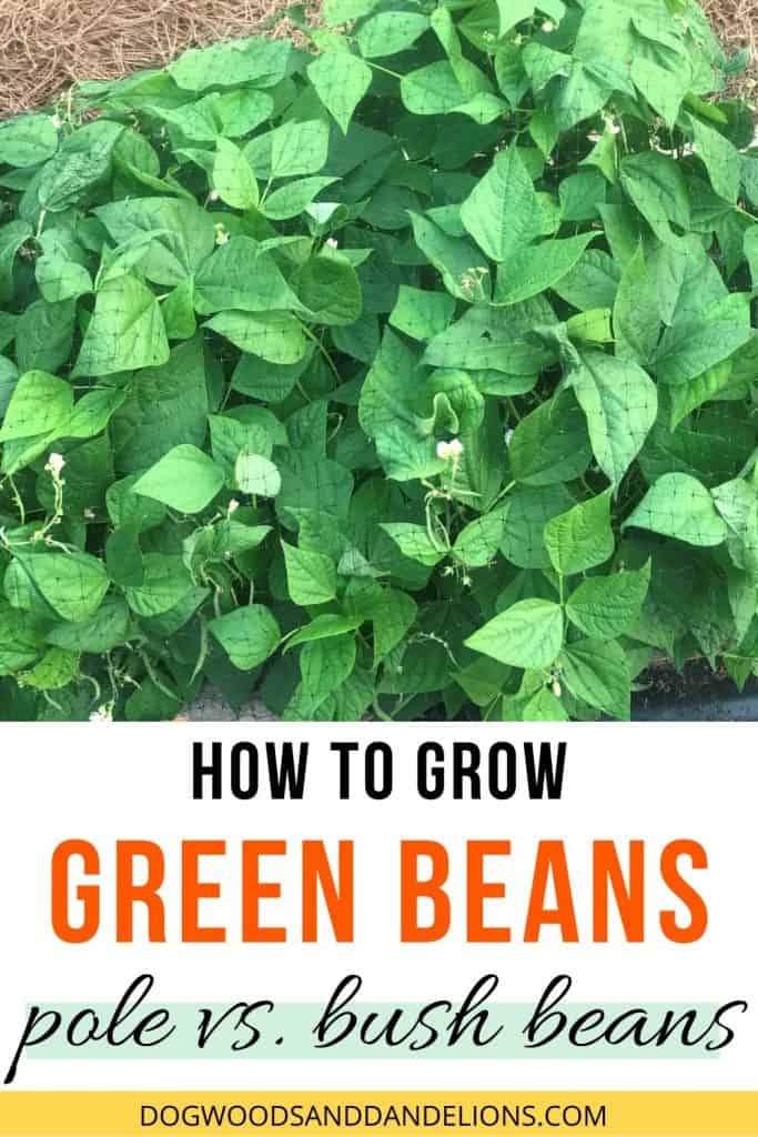 growing green beans