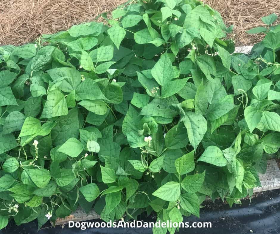 Growing Beans with Kids