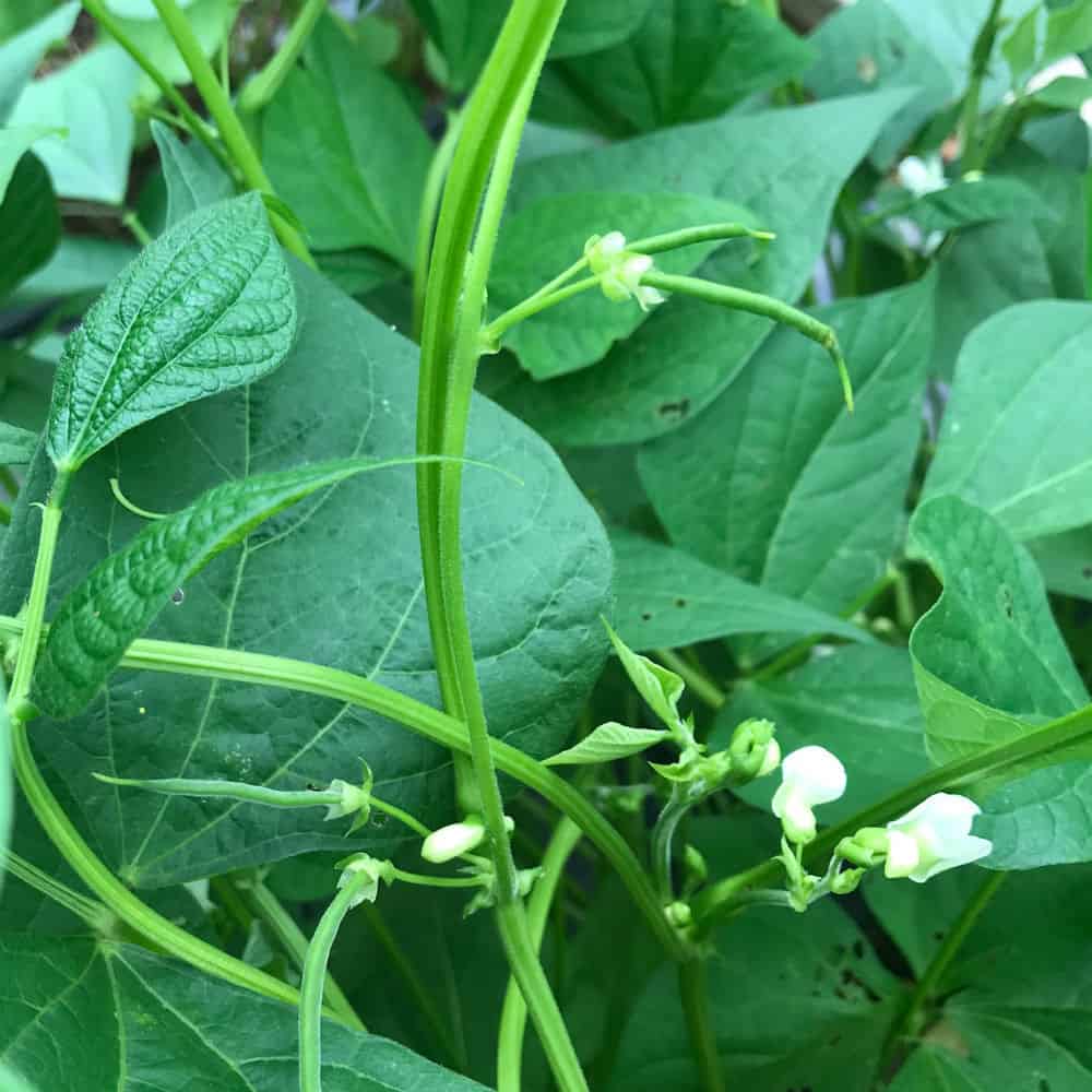 green beans growing on the vine