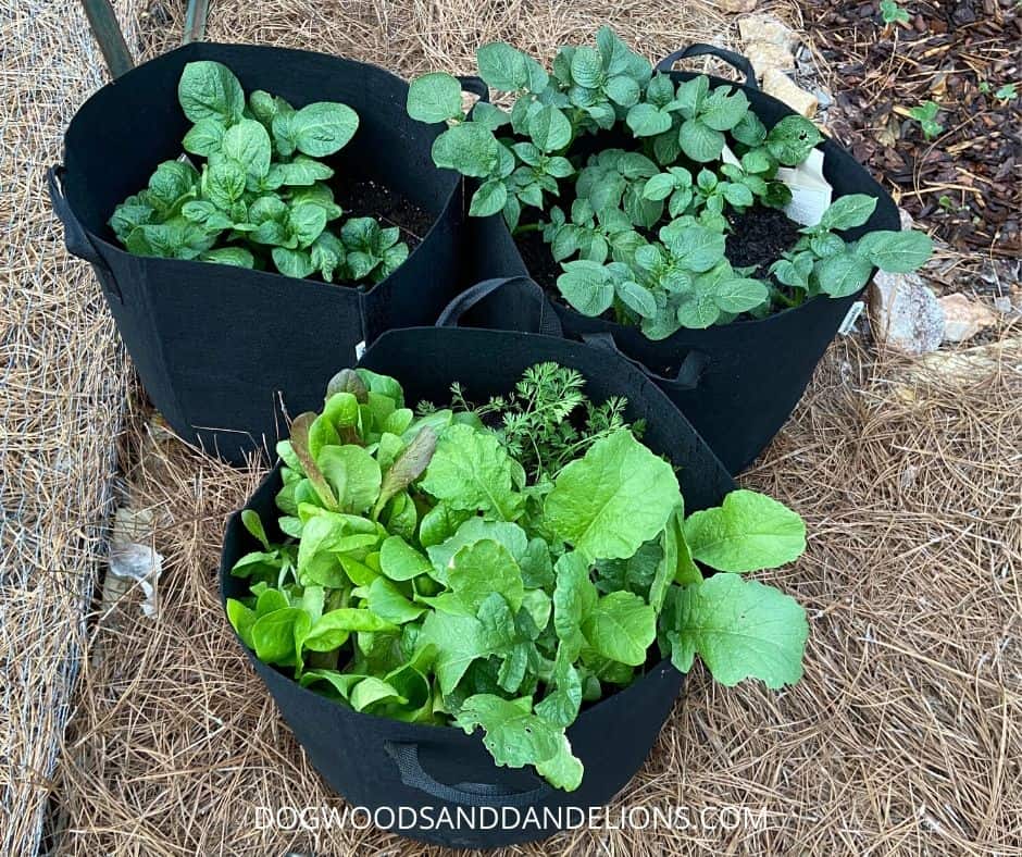 A small grow bag garden.