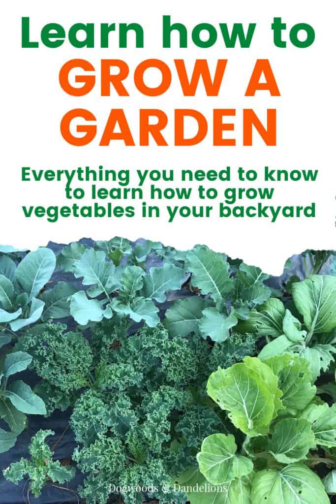 grow a garden in your backyard with lettuce and kale