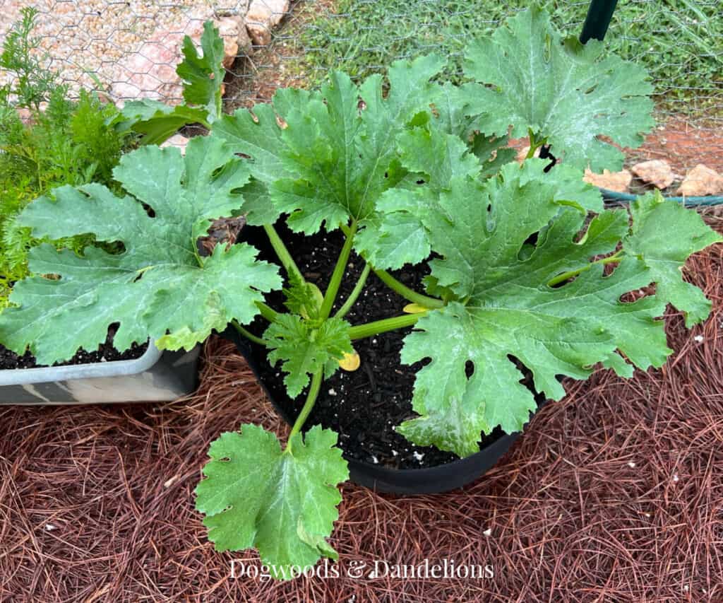 zucchini growing in a container