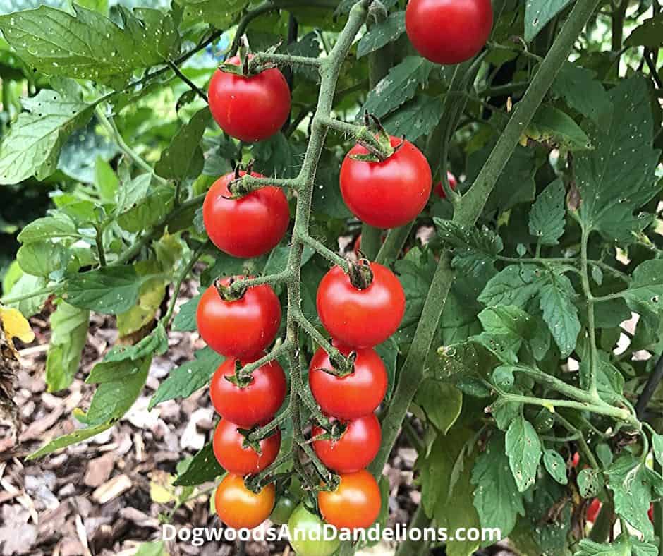 Cherry tomatoes in a Children's Garden