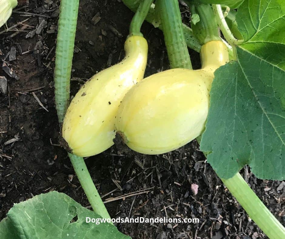How to Grow Summer Squash & Zucchini