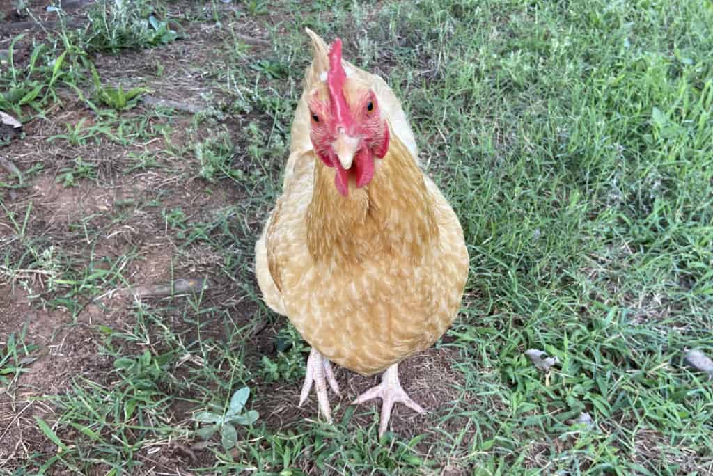 a chicken in the yard looking at the camera
