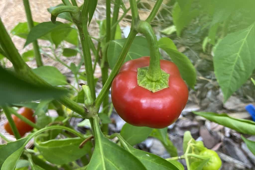 a red bell pepper growing in the summer vegetable garden