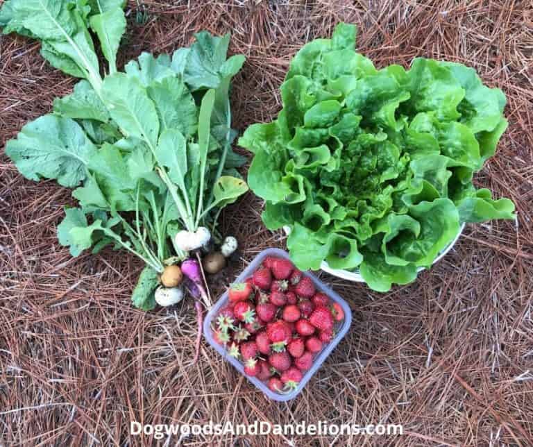 Easy Vegetables For Children To Grow