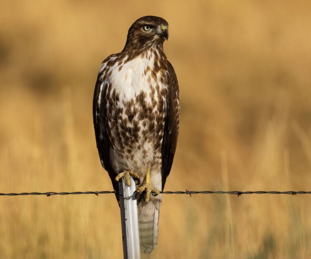 a hawk sitting on a barbed wire fence with a field in the background