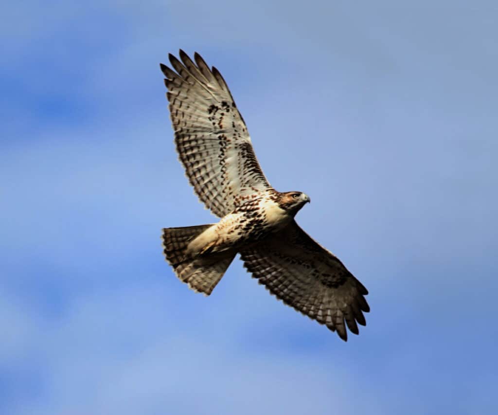a hawk soaring in the air against a blue sky