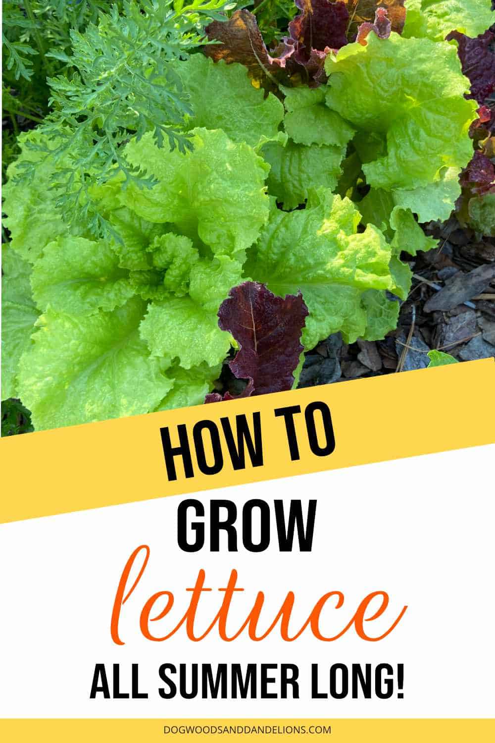 Heat Tolerant Lettuce Dogwoods & Dandelions