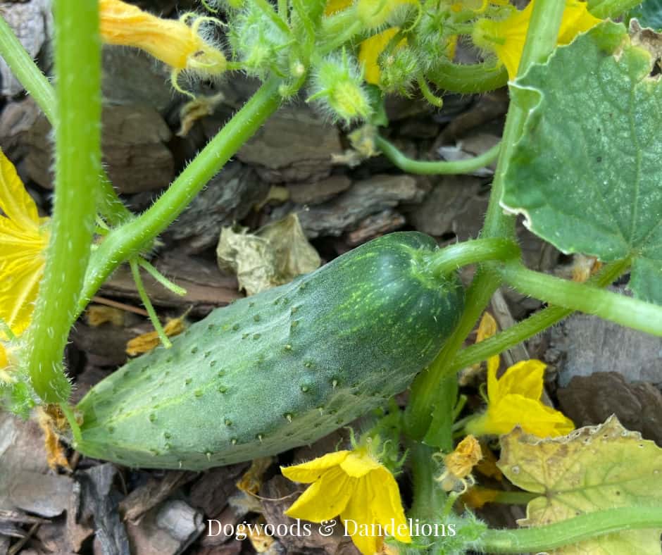 heirloom cucumber