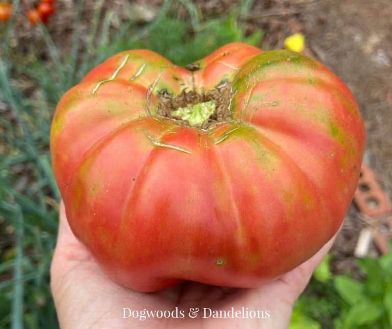 How to Grow Tomatoes
