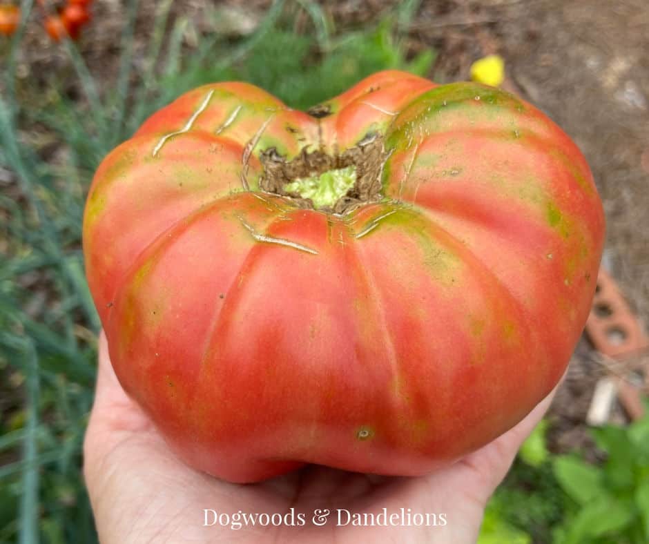 an heirloom tomato