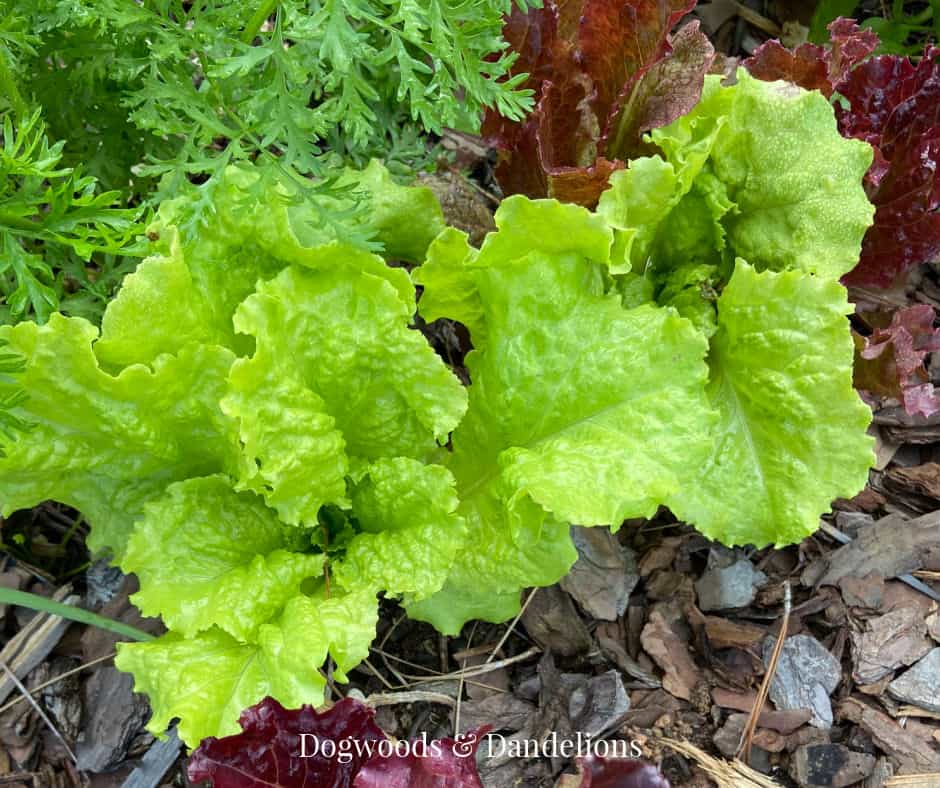 2 varieties of lettuce growing in the garden
