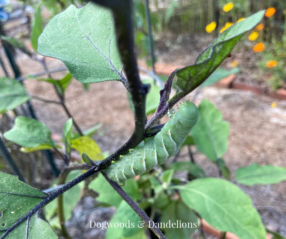 tomato hornworm eating an eggplant leaf