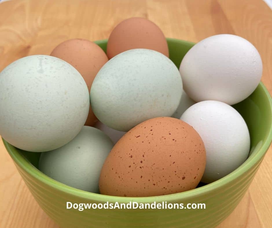 Backyard chicken eggs in a bowl.