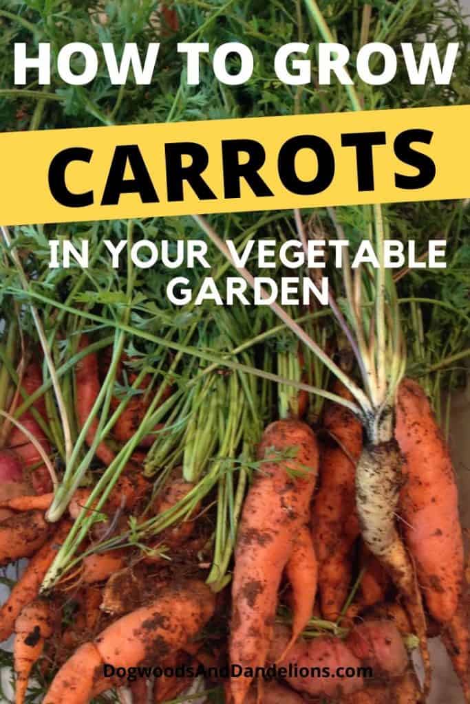 Growing carrots in your garden.