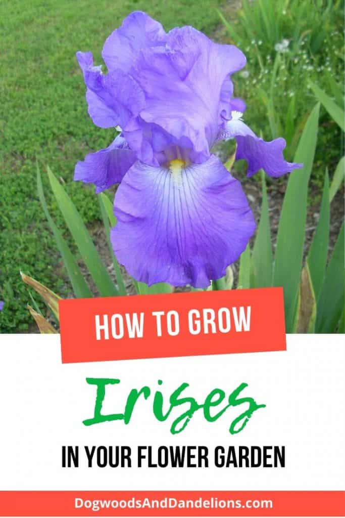 Growing irises