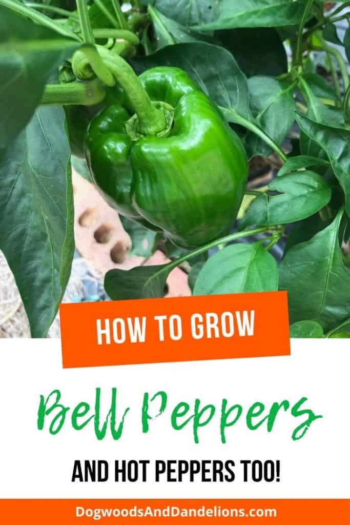 how to grow bell peppers
