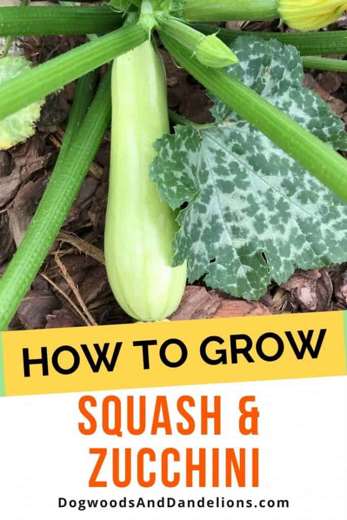 How to grow squash and zucchini