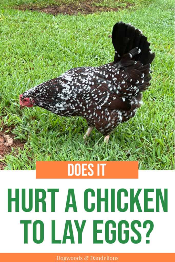 a Speckled sussex hen foraging in the yard with text "does it hurt a chicken to lay eggs?"