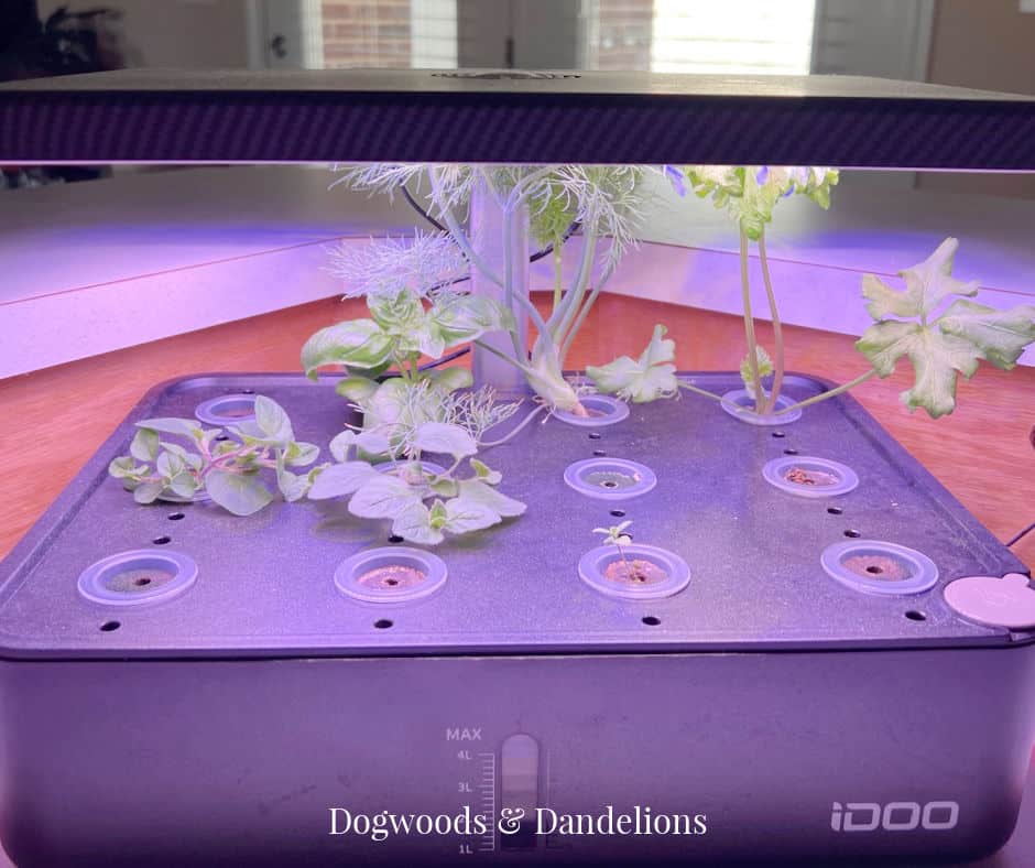 an indoor herb garden in a hydroponic system
