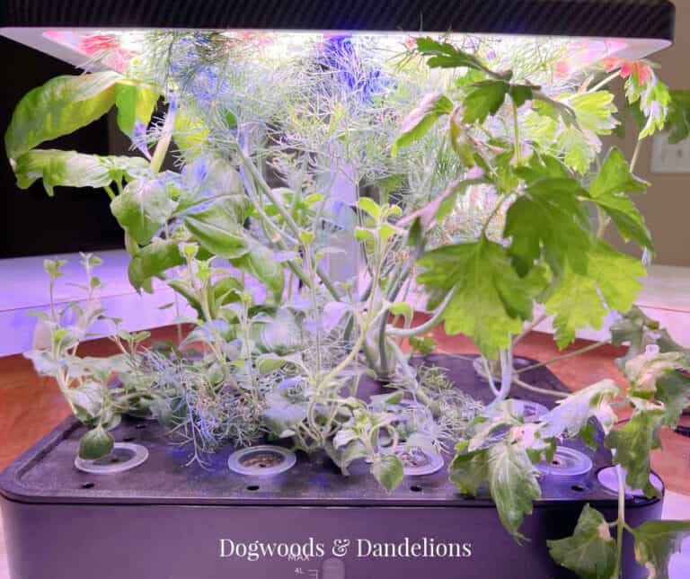 How to Grow An Indoor Herb Garden