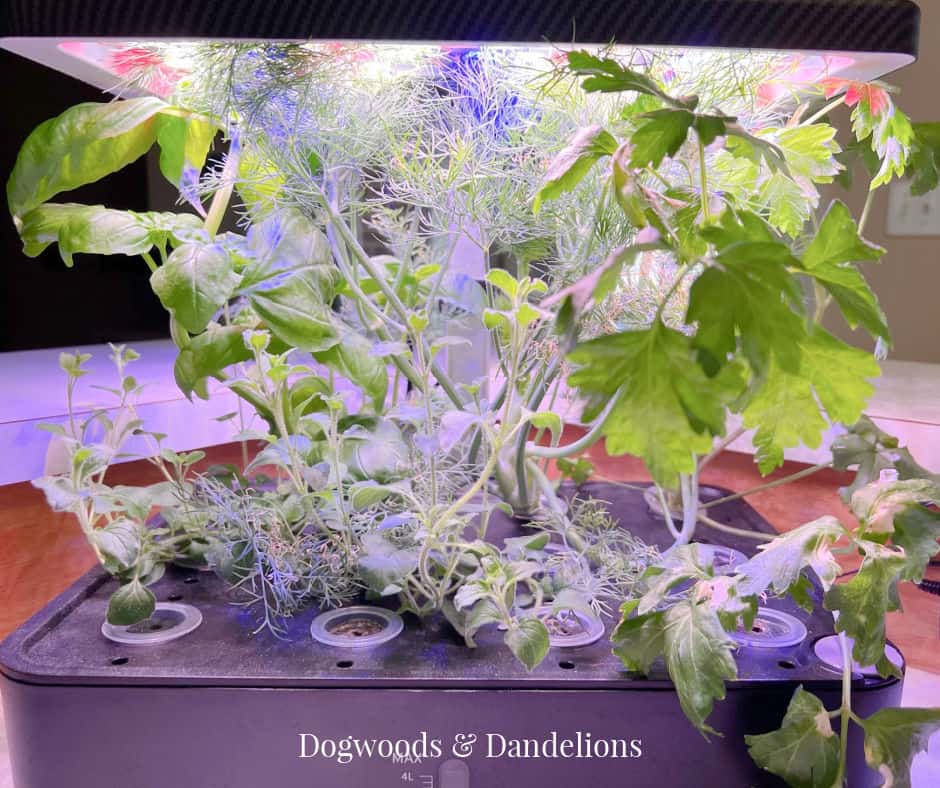 an indoor herb garden in a hydroponic system