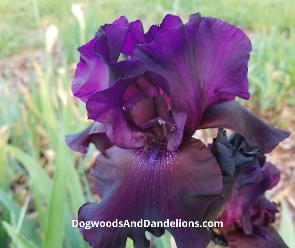 A purple iris