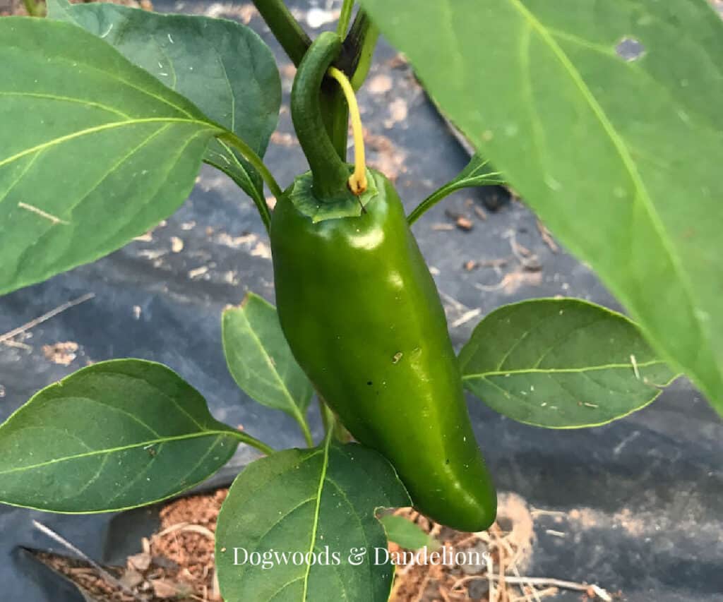 a jalapeno pepper growing in a black plastic garden.