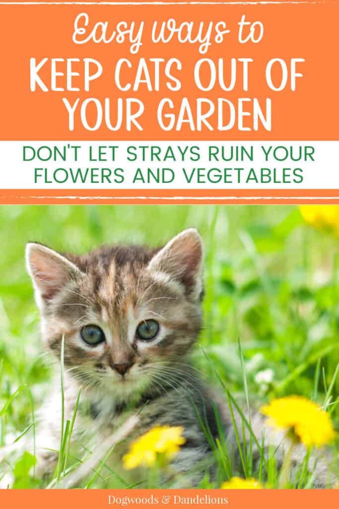 a kitten among the grass and dandelions with text "Easy ways to keep cats out of your garden. Don't let strays ruin your flowers and vegetables.'