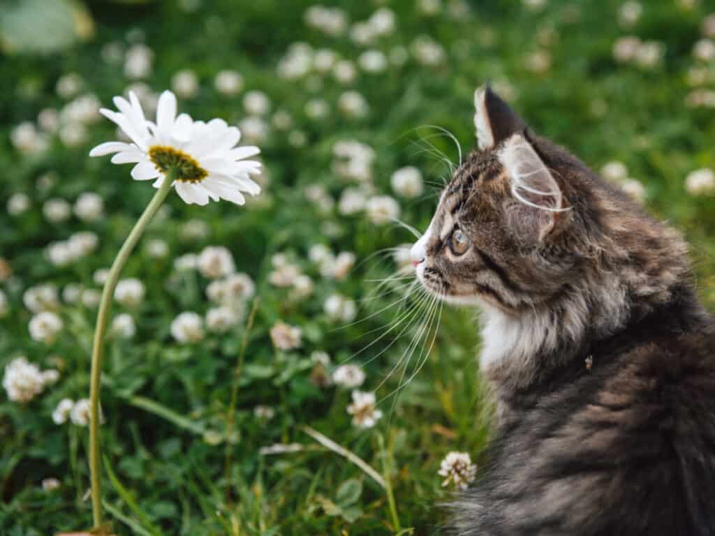 a cat looking at a daisy