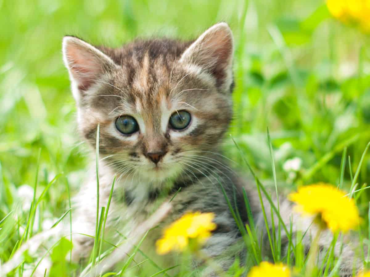 a kitten among the grass and dandelions