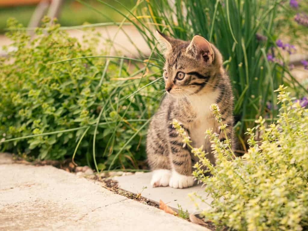 a kitten sitting among herbs