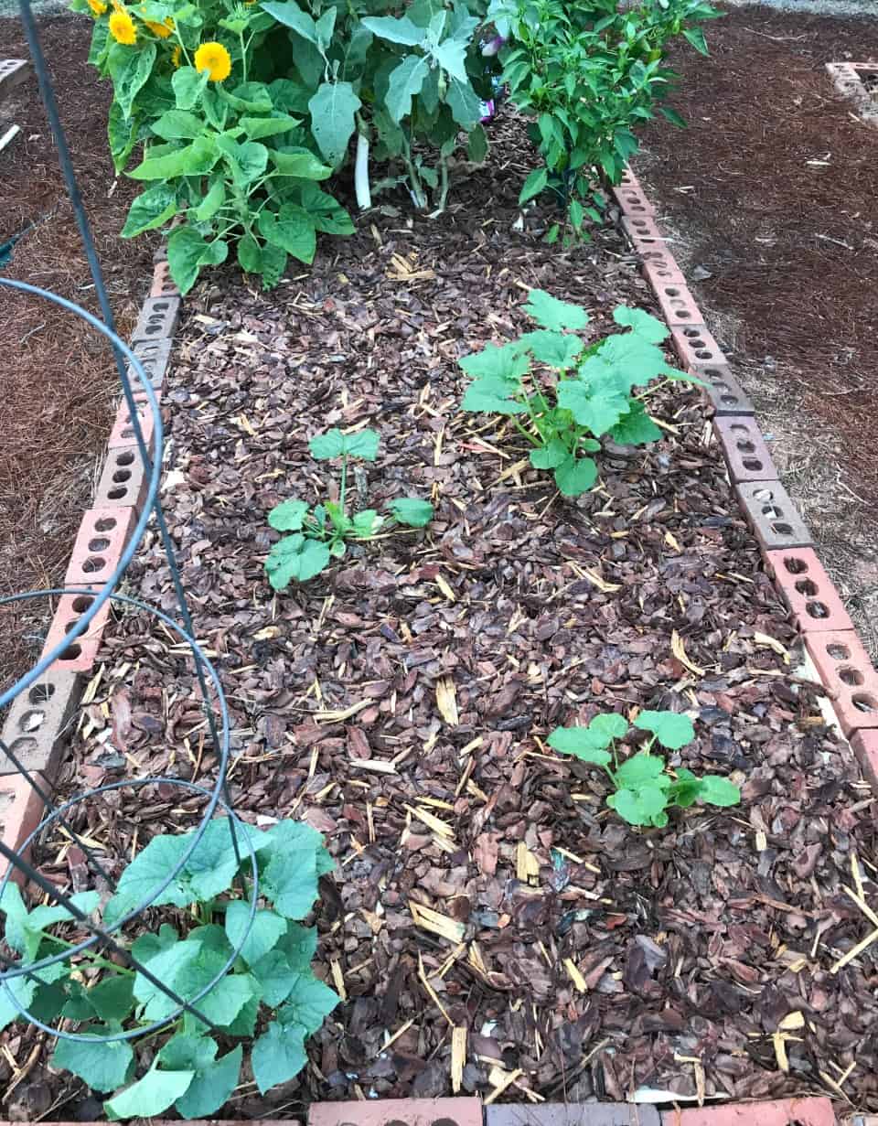 a lasagna garden bed full of vegetables
