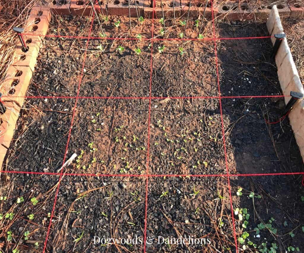 red string outlining a square foot garden