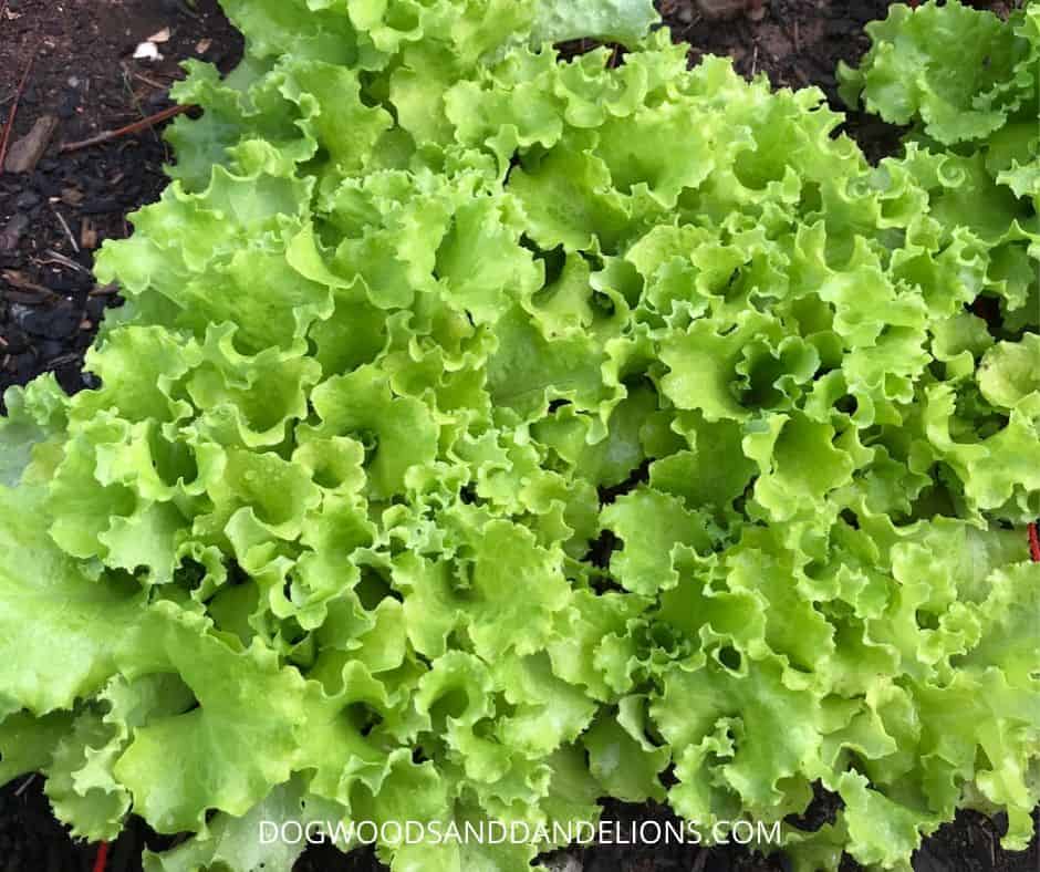 Leaf lettuce is easy to grow in the garden.