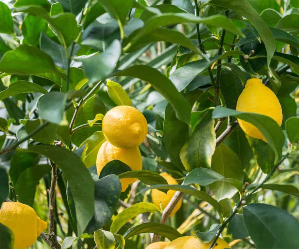 a lemon tree