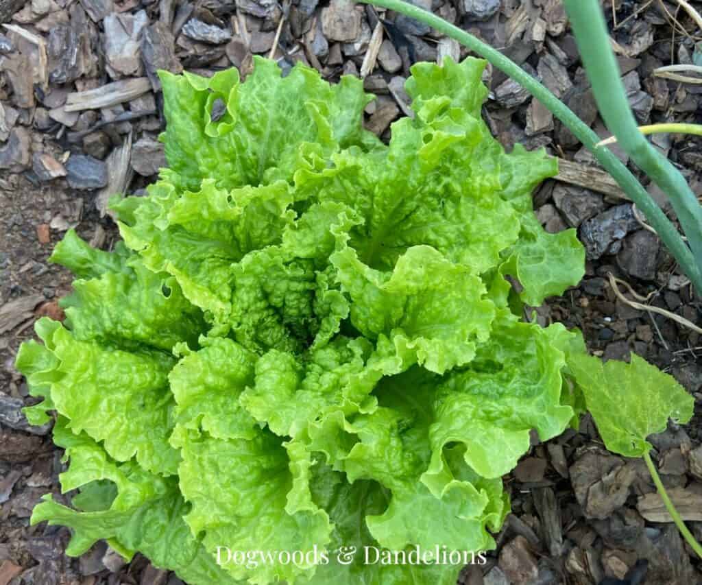 lettuce growing in the vegetable garden