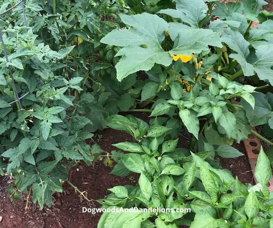 ways to maintain your garden while on vacation