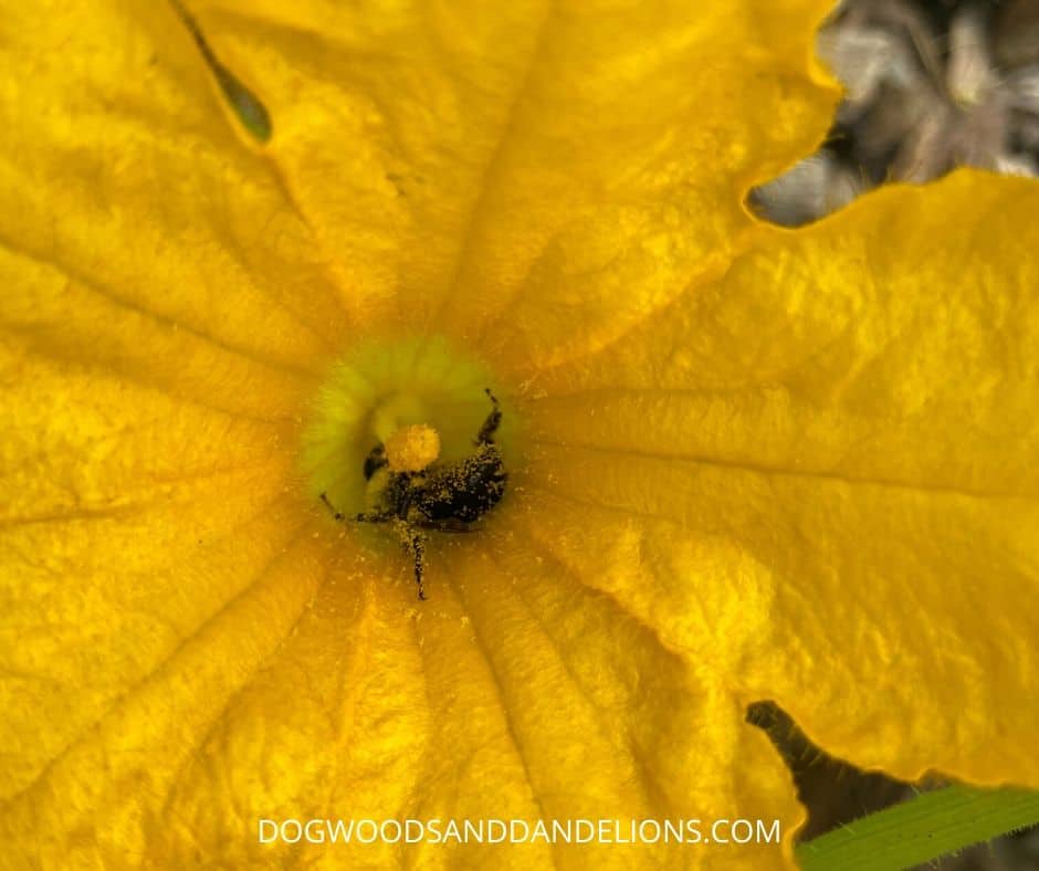 a bee collecting pollen from a male squash blossom