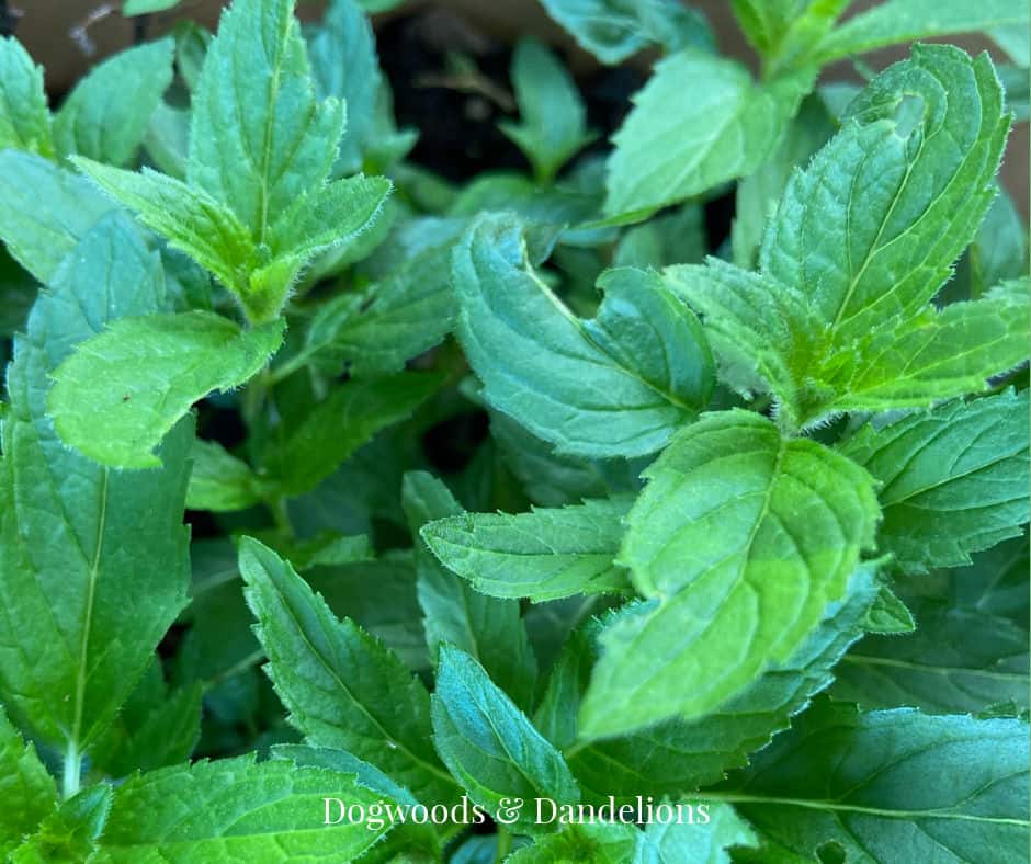 mint growing in an herb garden for chickens
