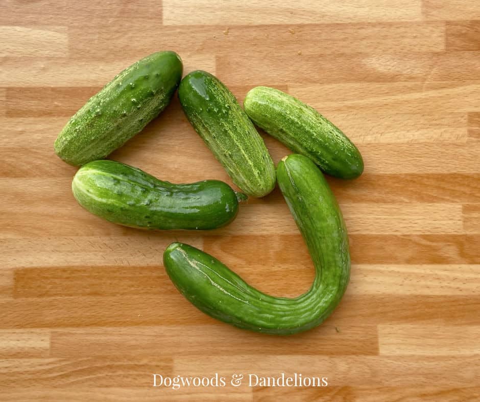 mixed cucumbers on a wooden background