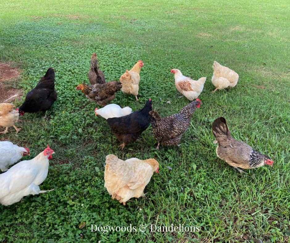 a mixed flock of chickens