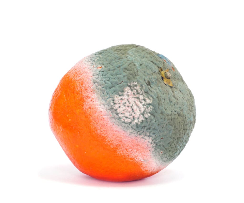 an orange with mold on it