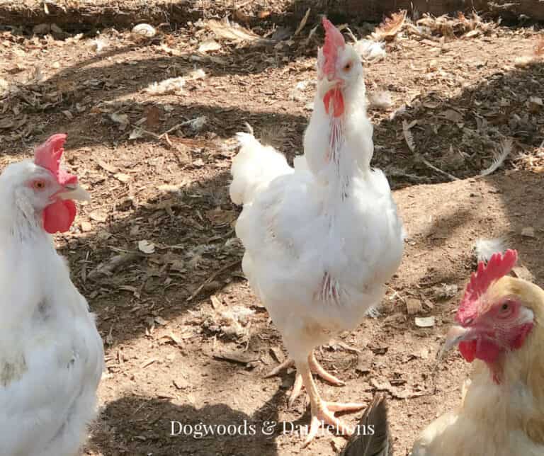 How to Help Your Molting Chickens