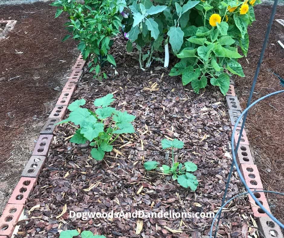 Pine bark mulch in the vegetable garden