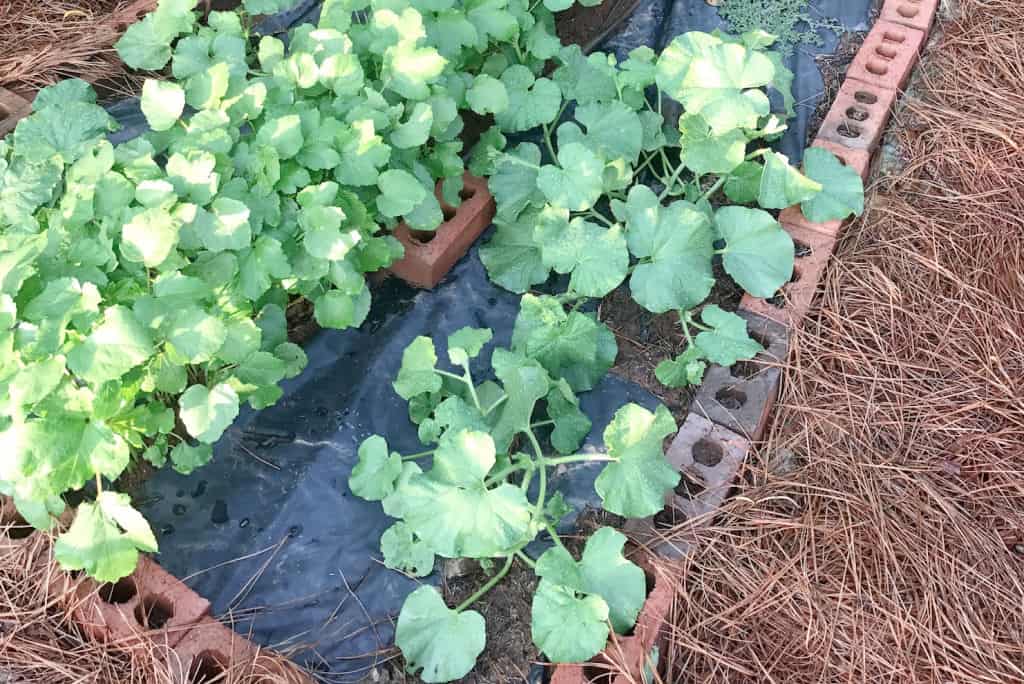 watermelon plants growing in black plastic bed surrounded by bricks and pine needles